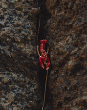 Langosta Set Necklace And Earrings