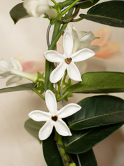 Jasmin Flower Earrings